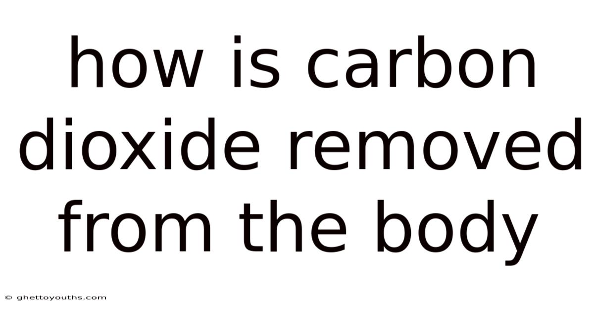 How Is Carbon Dioxide Removed From The Body