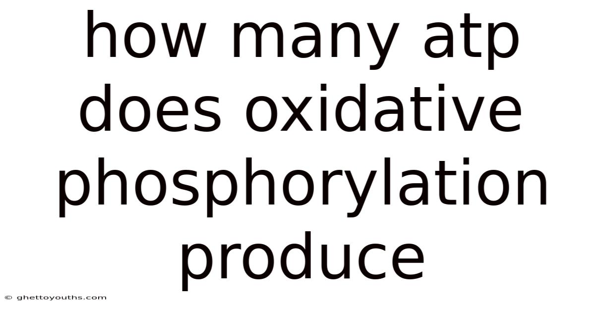 How Many Atp Does Oxidative Phosphorylation Produce