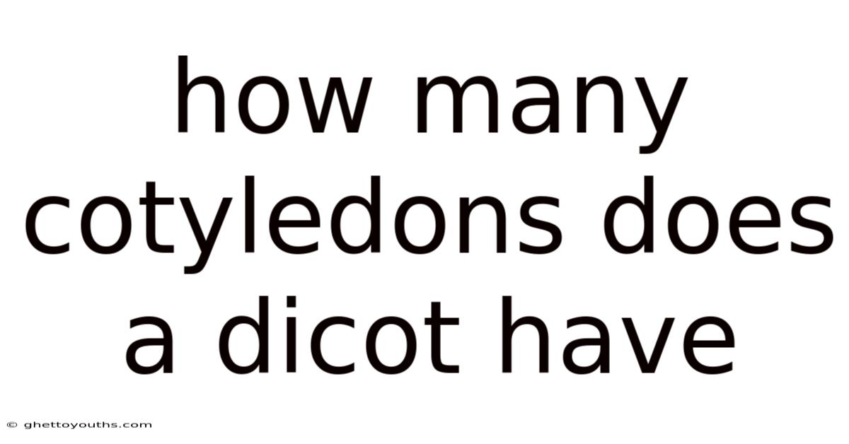 How Many Cotyledons Does A Dicot Have