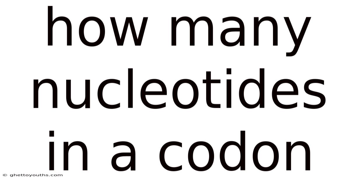 How Many Nucleotides In A Codon