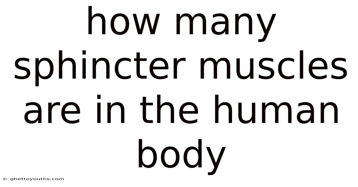 How Many Sphincter Muscles Are In The Human Body