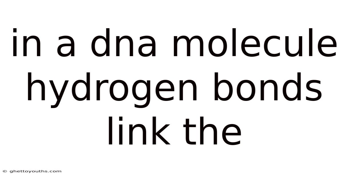 In A Dna Molecule Hydrogen Bonds Link The