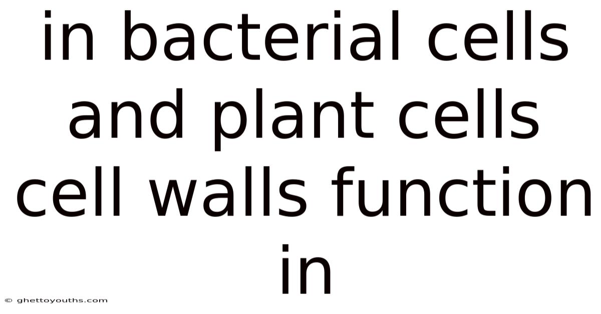 In Bacterial Cells And Plant Cells Cell Walls Function In