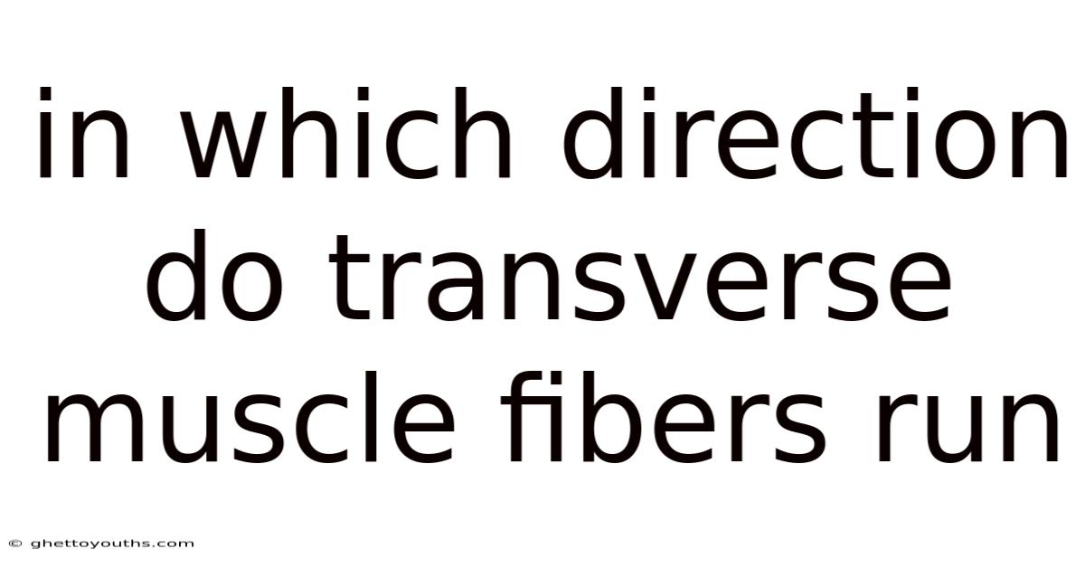 In Which Direction Do Transverse Muscle Fibers Run