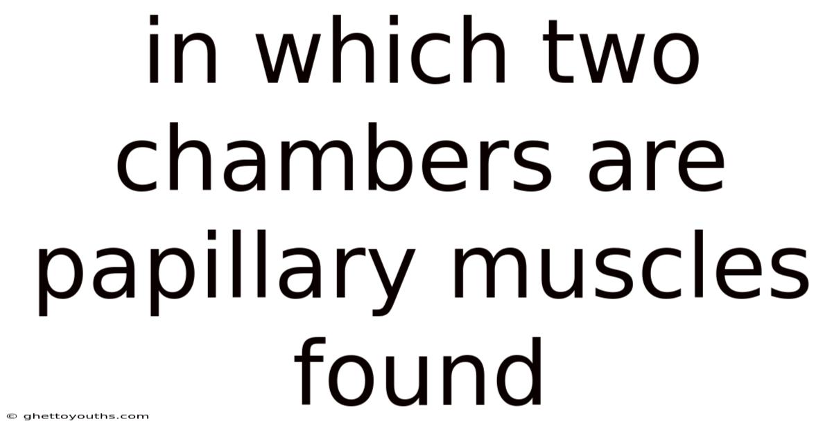 In Which Two Chambers Are Papillary Muscles Found