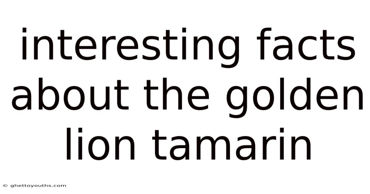 Interesting Facts About The Golden Lion Tamarin