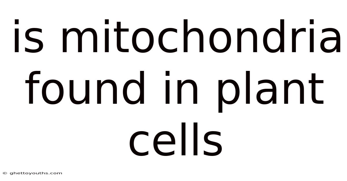 Is Mitochondria Found In Plant Cells