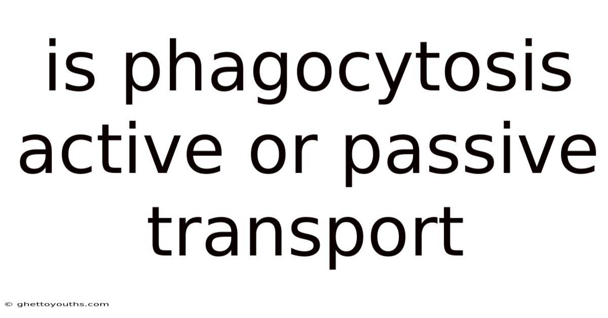 Is Phagocytosis Active Or Passive Transport