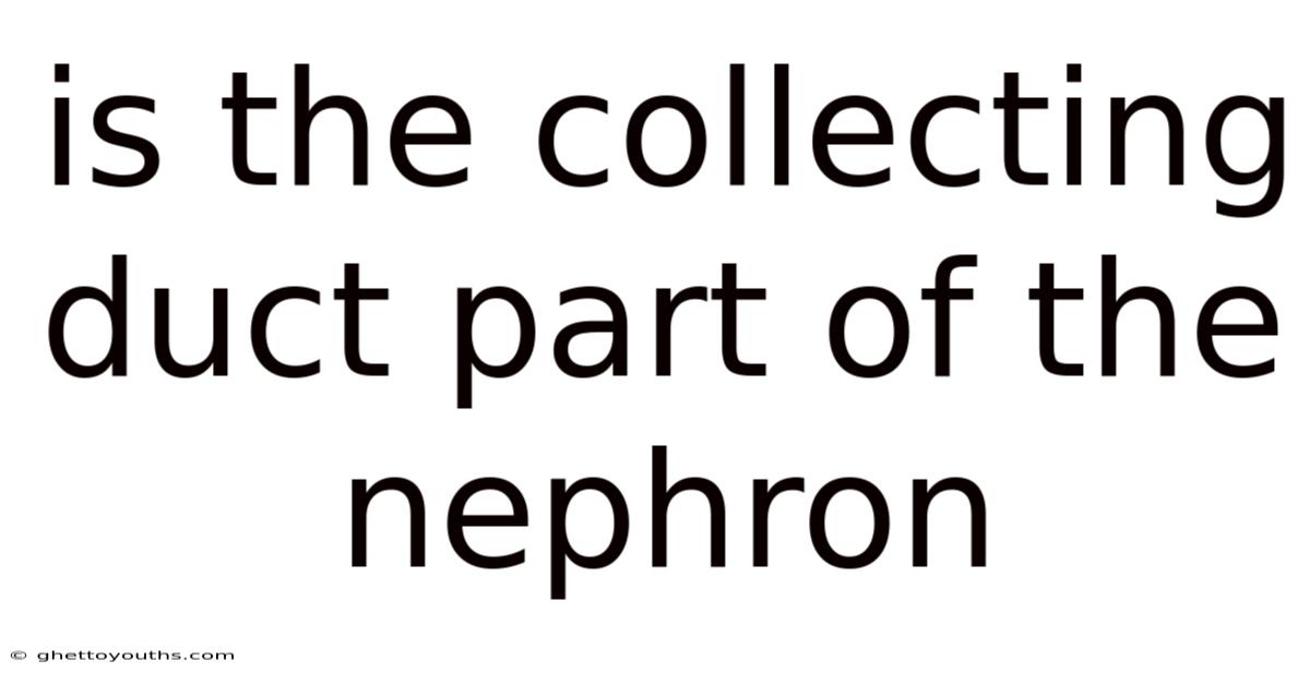 Is The Collecting Duct Part Of The Nephron