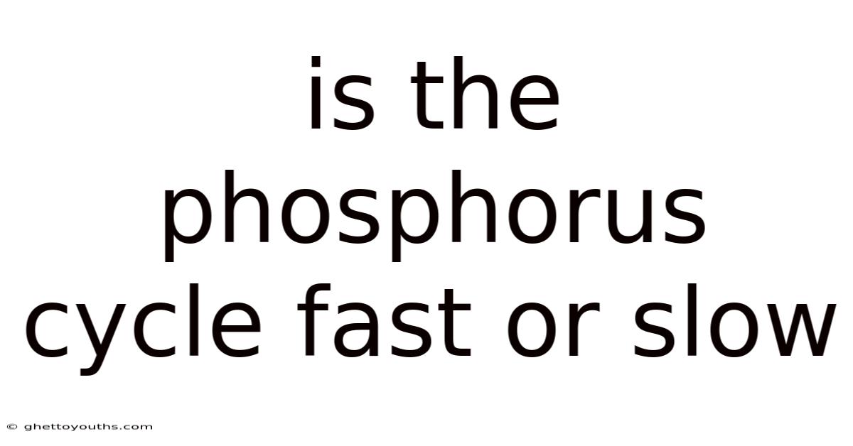Is The Phosphorus Cycle Fast Or Slow