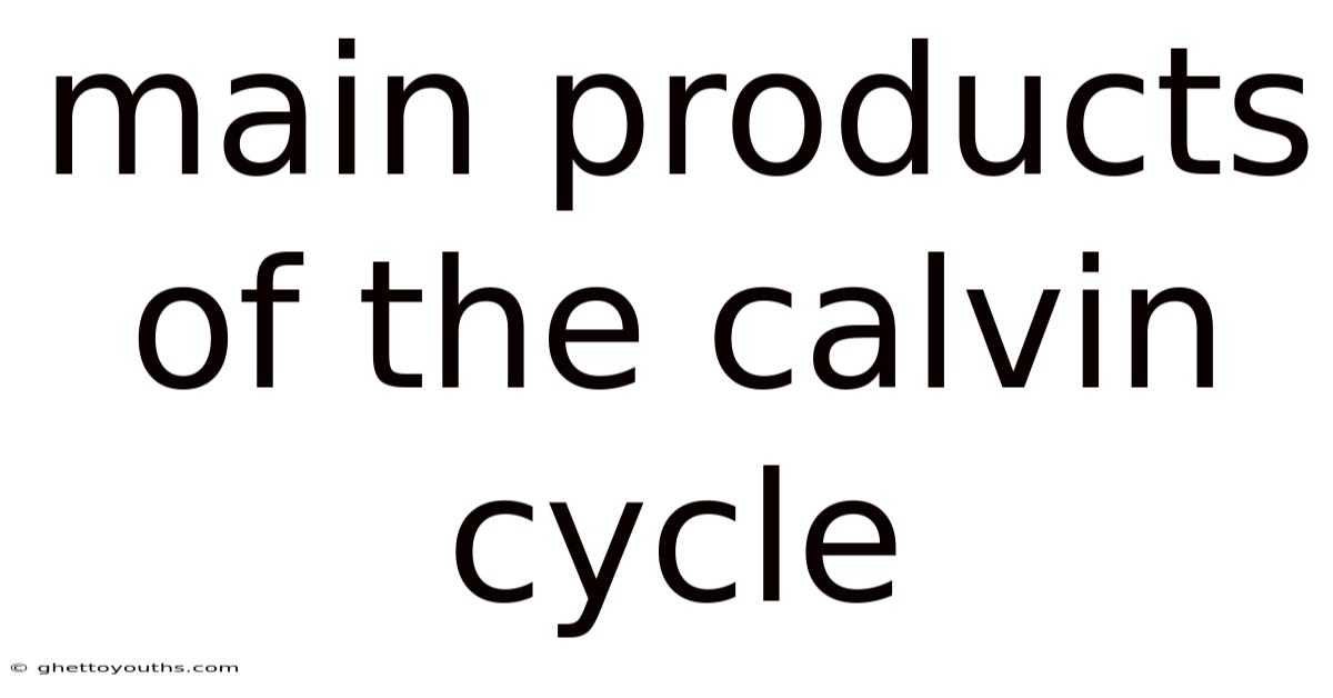 Main Products Of The Calvin Cycle