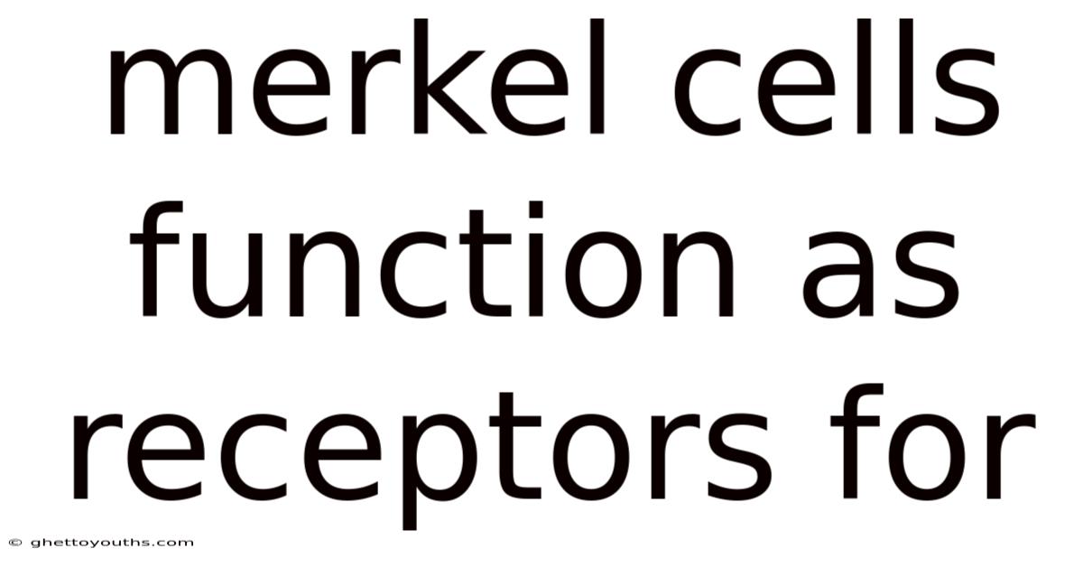 Merkel Cells Function As Receptors For