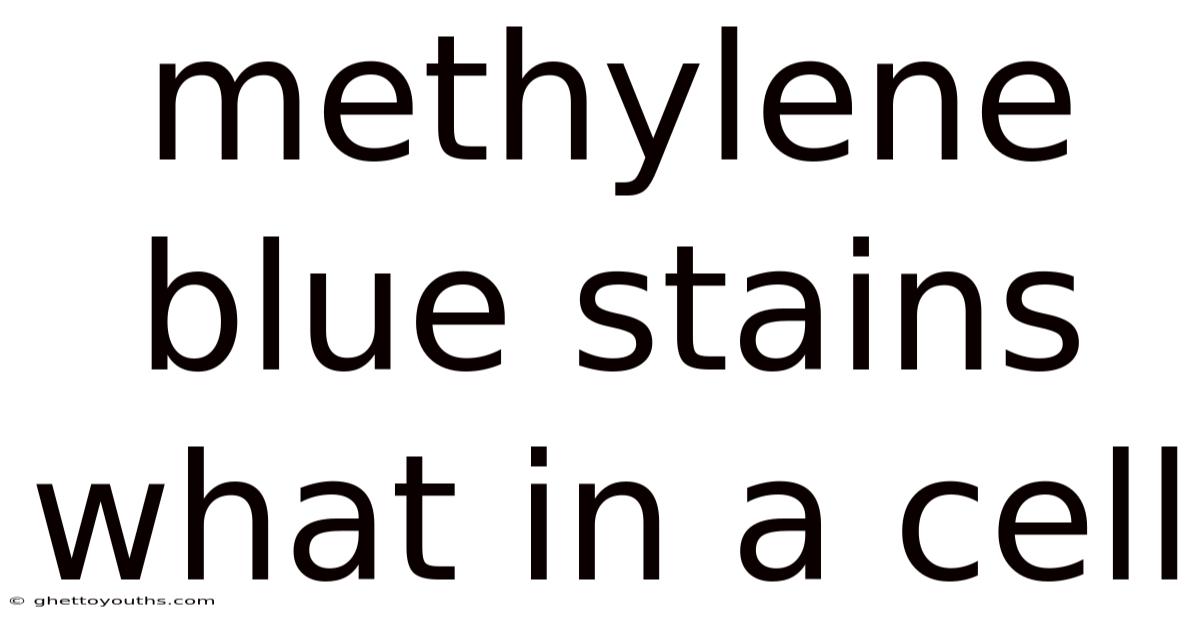 Methylene Blue Stains What In A Cell