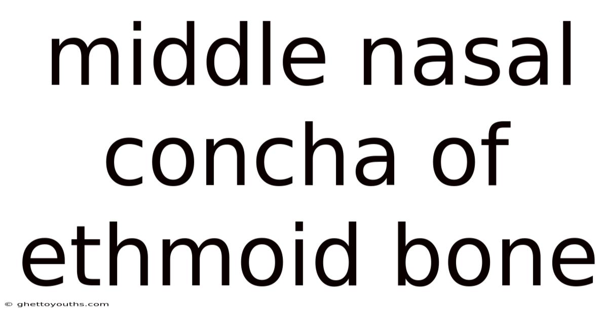 Middle Nasal Concha Of Ethmoid Bone
