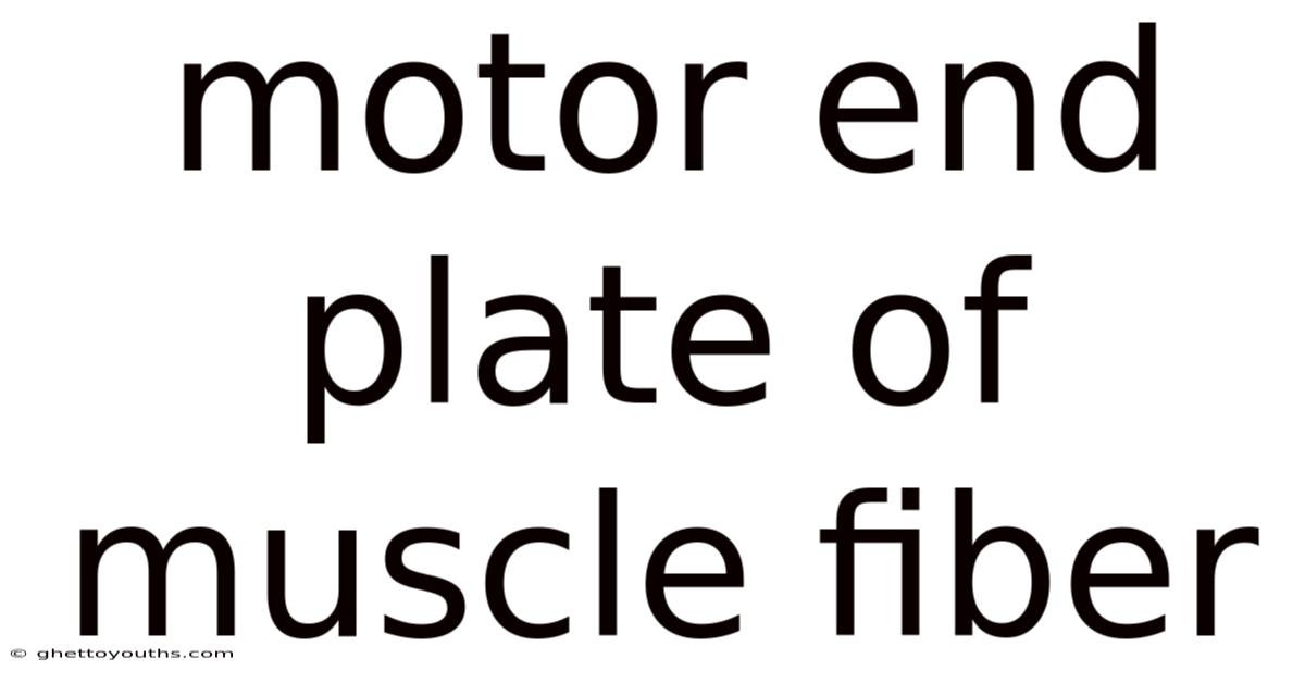Motor End Plate Of Muscle Fiber