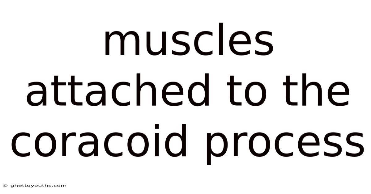 Muscles Attached To The Coracoid Process