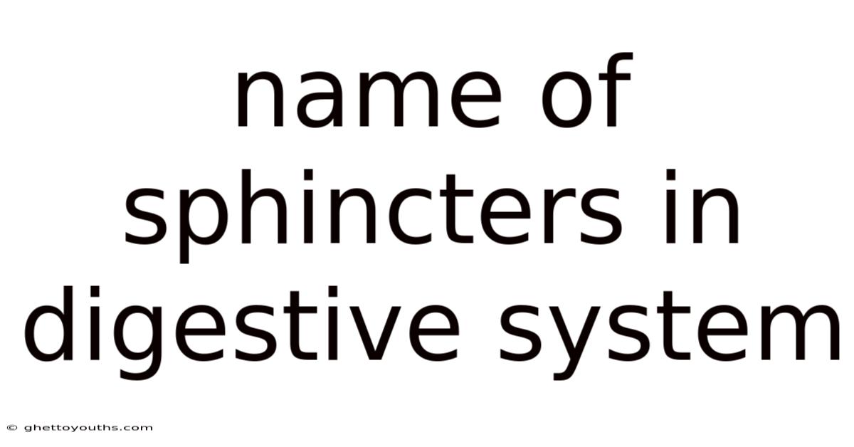 Name Of Sphincters In Digestive System