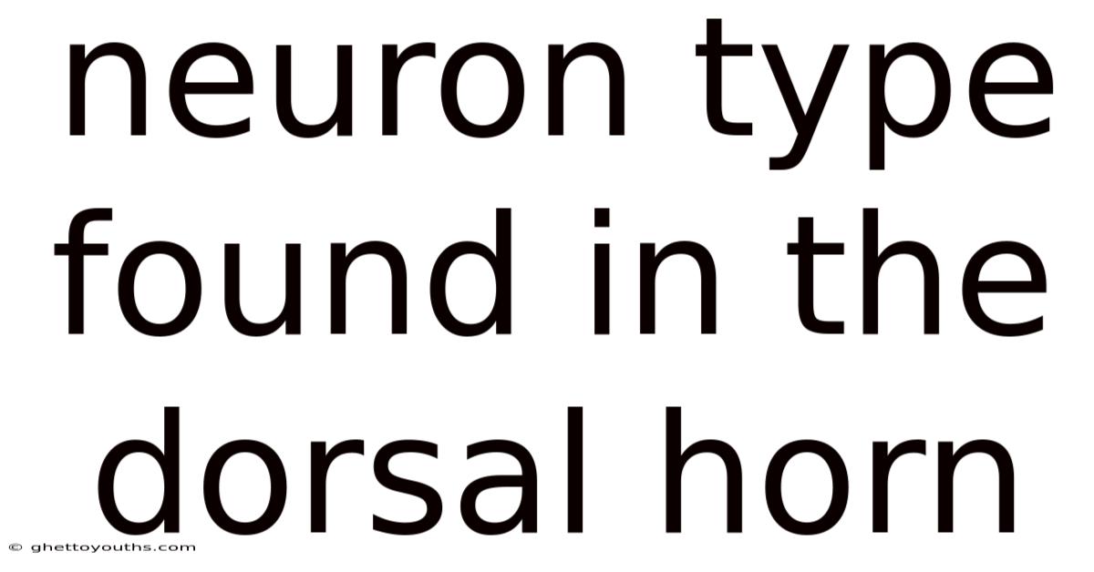 Neuron Type Found In The Dorsal Horn