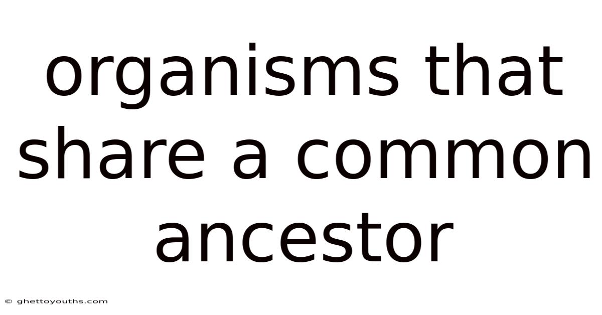 Organisms That Share A Common Ancestor