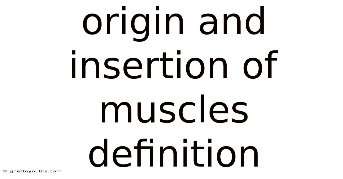 Origin And Insertion Of Muscles Definition