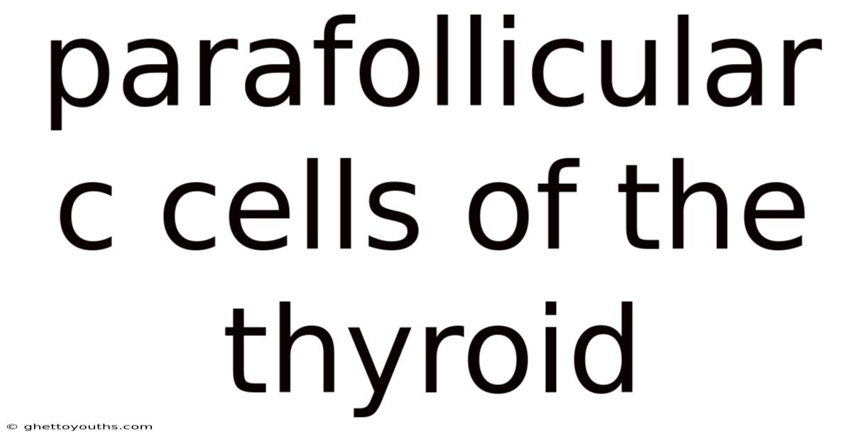 Parafollicular C Cells Of The Thyroid