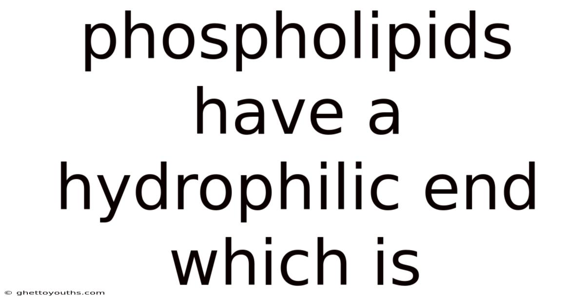 Phospholipids Have A Hydrophilic End Which Is