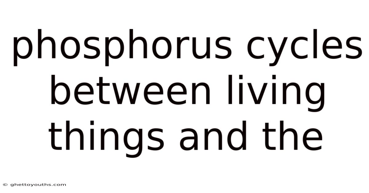 Phosphorus Cycles Between Living Things And The