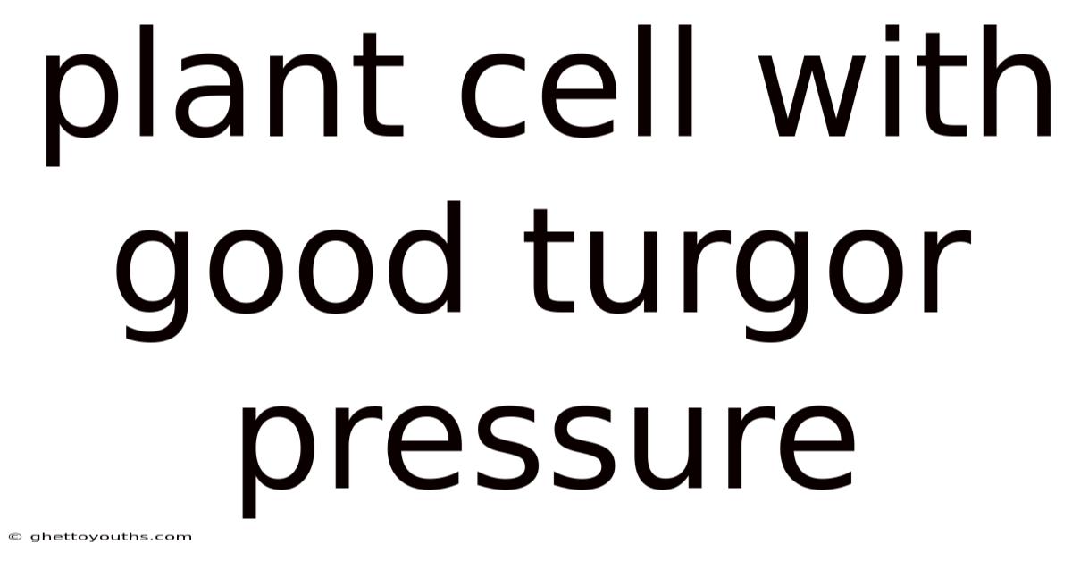 Plant Cell With Good Turgor Pressure