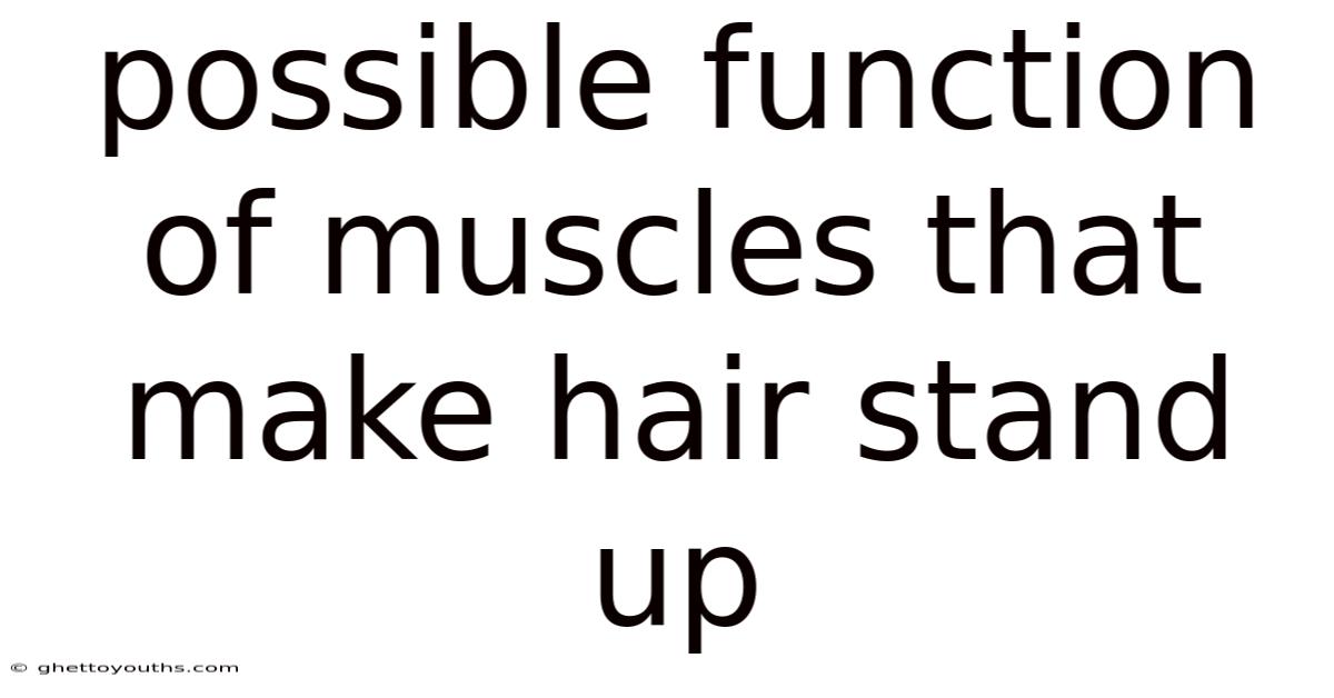 Possible Function Of Muscles That Make Hair Stand Up