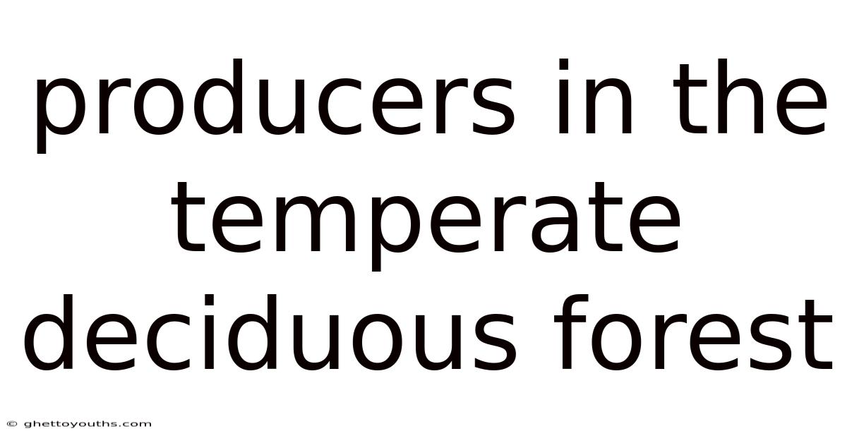 Producers In The Temperate Deciduous Forest