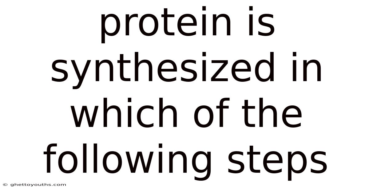 Protein Is Synthesized In Which Of The Following Steps