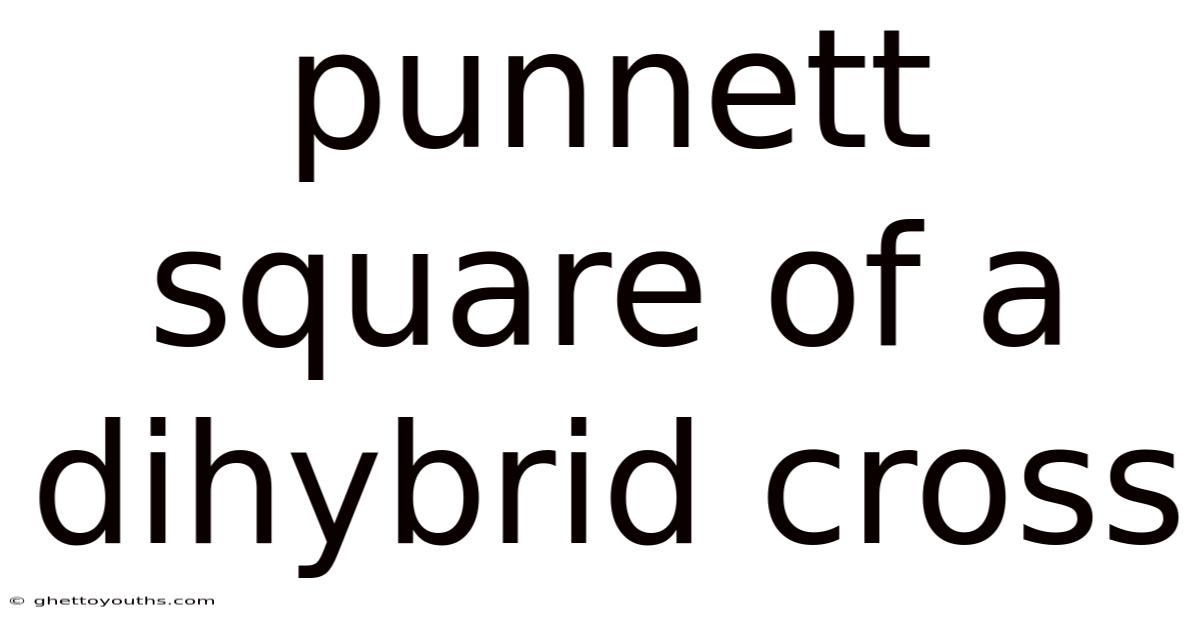 Punnett Square Of A Dihybrid Cross