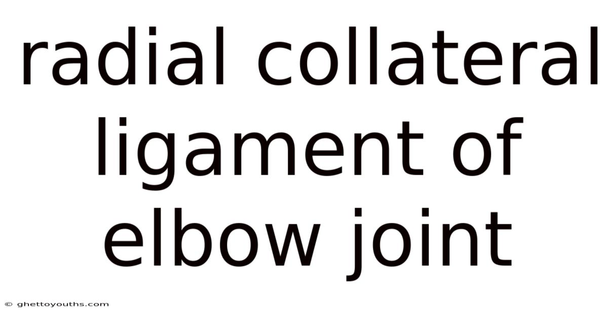 Radial Collateral Ligament Of Elbow Joint