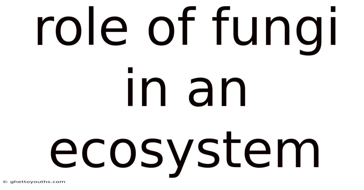Role Of Fungi In An Ecosystem