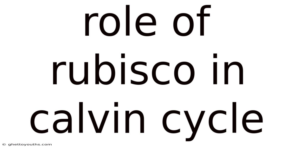 Role Of Rubisco In Calvin Cycle