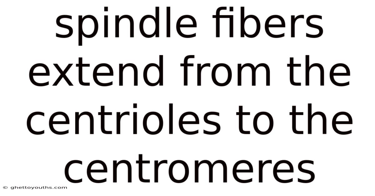 Spindle Fibers Extend From The Centrioles To The Centromeres