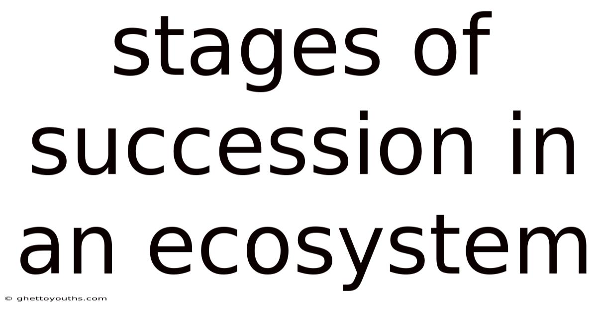 Stages Of Succession In An Ecosystem