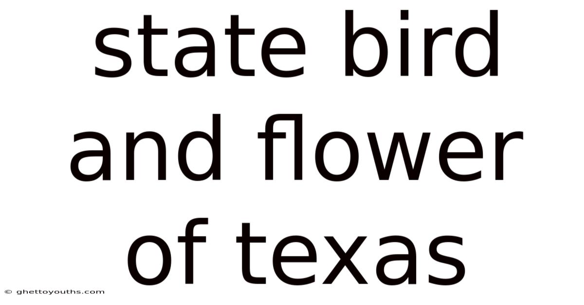 State Bird And Flower Of Texas