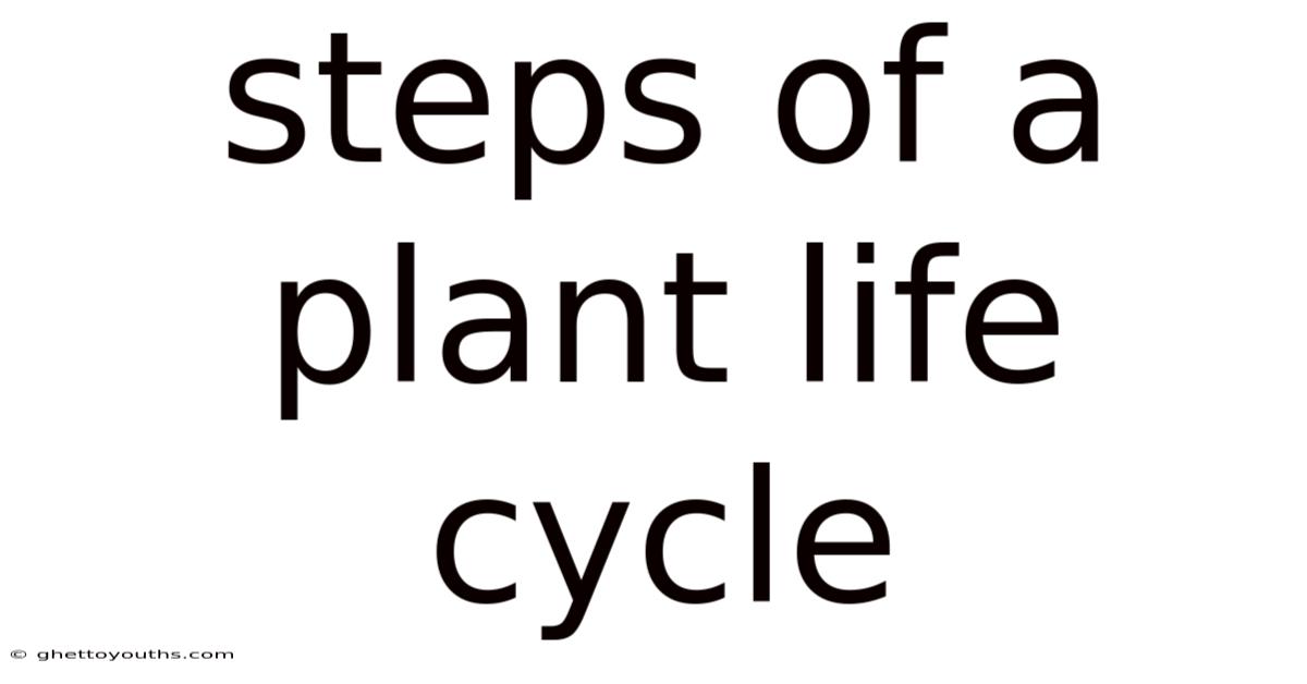 Steps Of A Plant Life Cycle