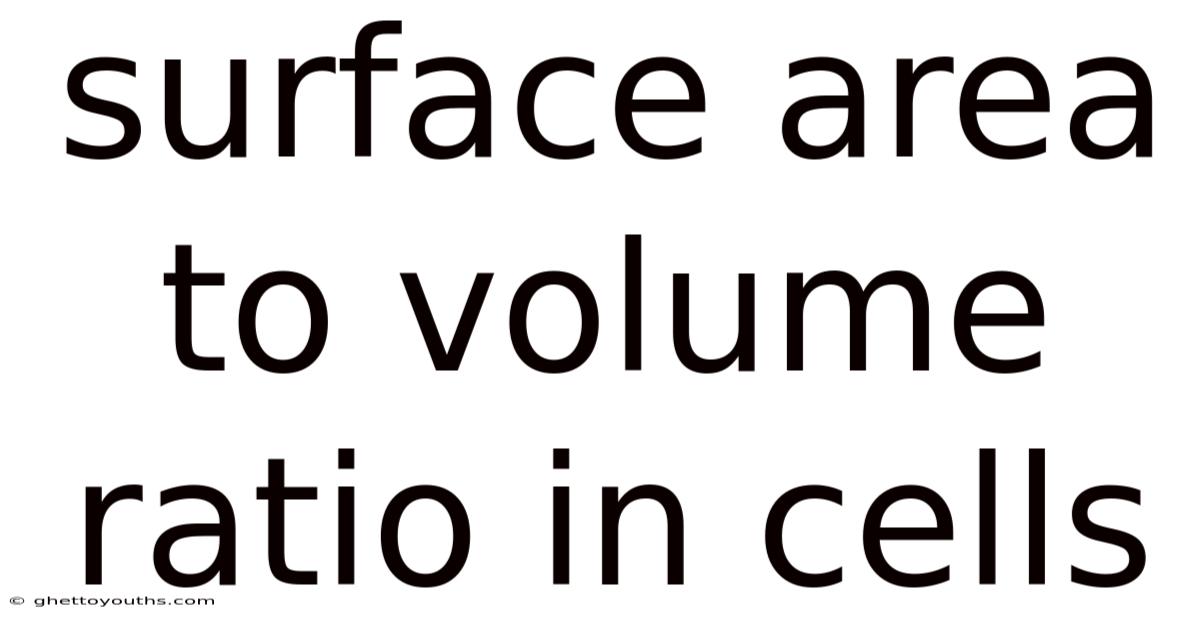 Surface Area To Volume Ratio In Cells