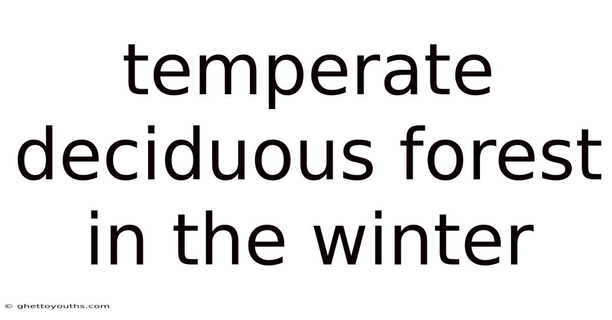 Temperate Deciduous Forest In The Winter