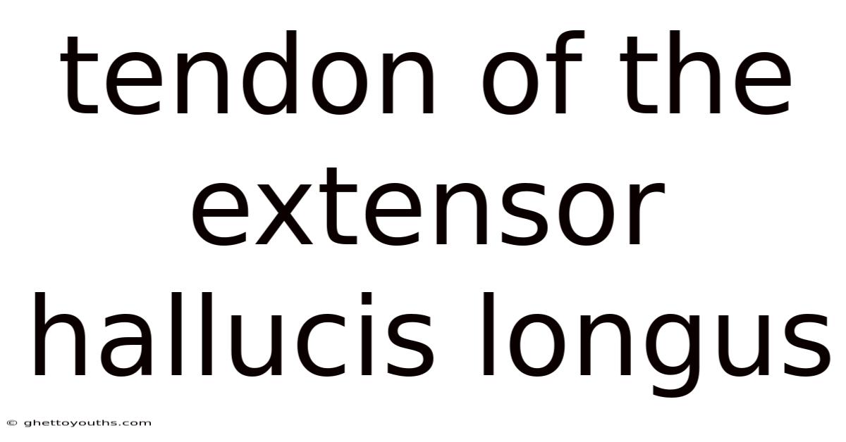 Tendon Of The Extensor Hallucis Longus