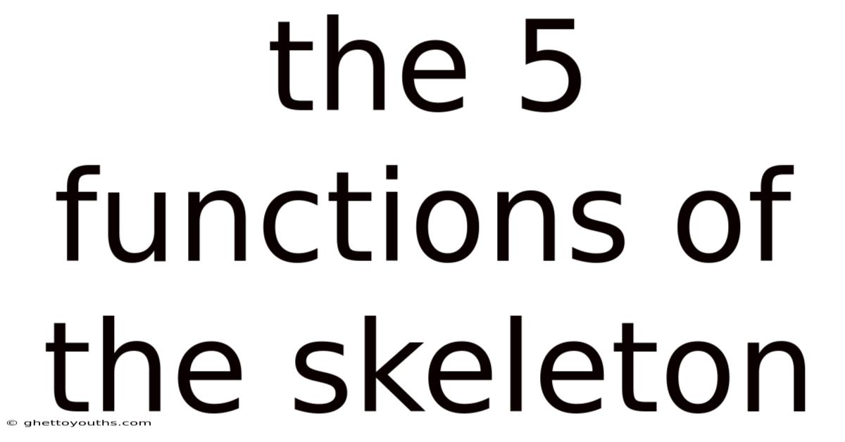 The 5 Functions Of The Skeleton