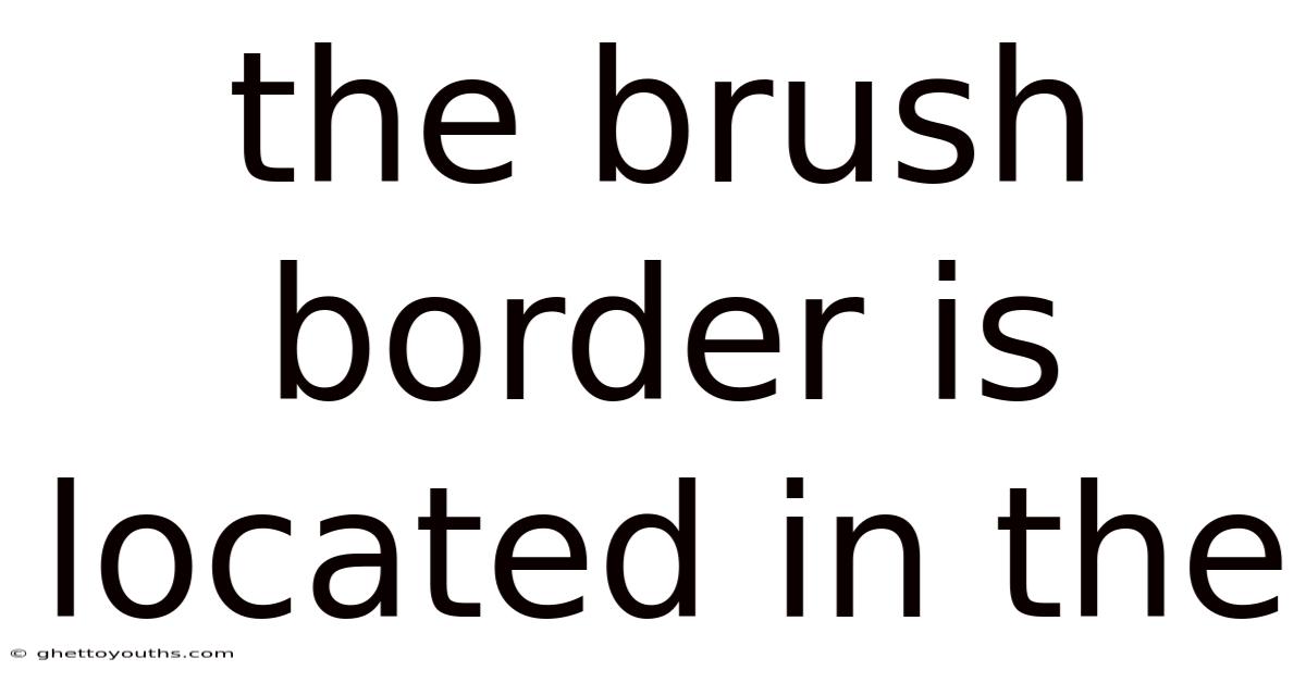 The Brush Border Is Located In The