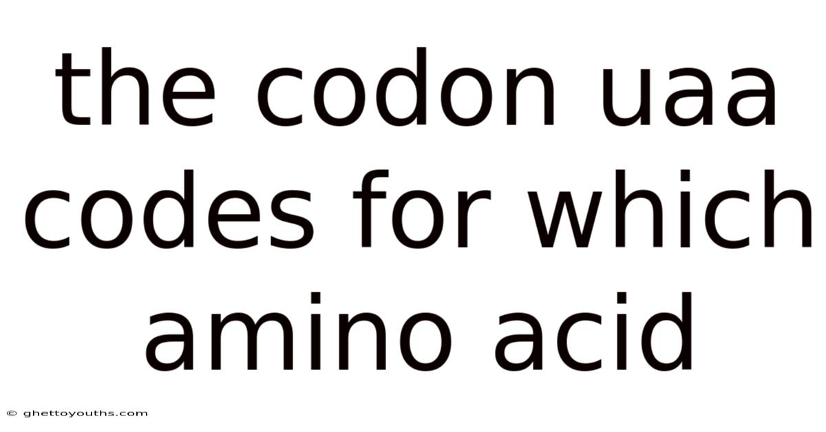 The Codon Uaa Codes For Which Amino Acid