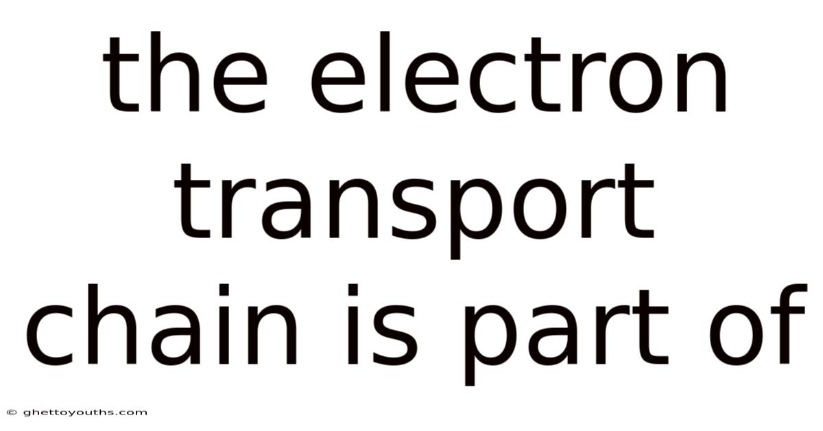The Electron Transport Chain Is Part Of