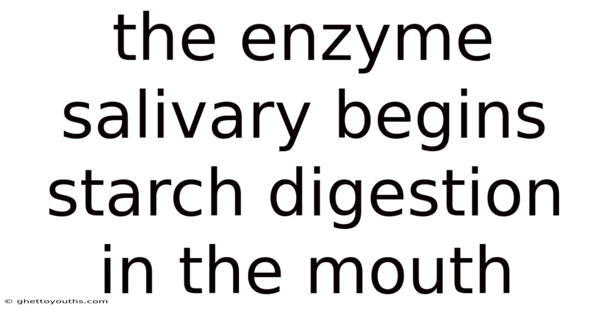 The Enzyme Salivary Begins Starch Digestion In The Mouth