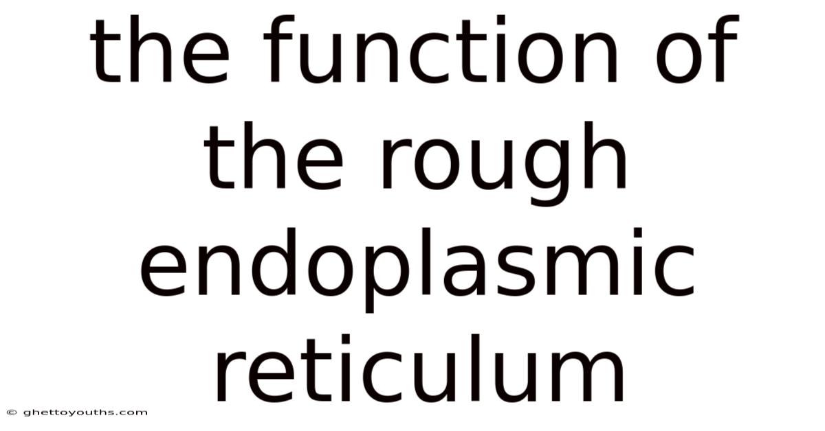 The Function Of The Rough Endoplasmic Reticulum