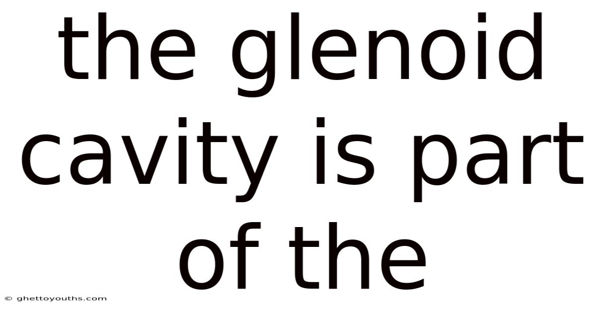 The Glenoid Cavity Is Part Of The