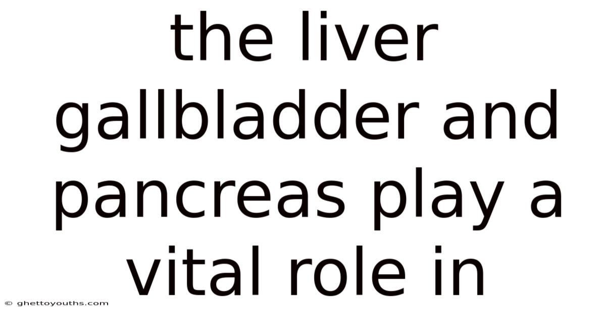 The Liver Gallbladder And Pancreas Play A Vital Role In